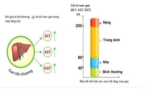Vai trò của alternative text và ast vào chẩn đoán những bệnh về gan Vai trò của alternative text và ast vào chẩn đoán các bệnh về gan