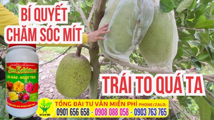 CÁch chĂm sÓc mÍt lúc mít sở hữu trái mà lại ra đọt non rất nhiều trÁi sẼ mÉo làm cách nào tương khắc phục CÁch chĂm sÓc mÍt khi mít với trái cơ mà ra đọt non vô số trÁi sẼ mÉo làm cách nào khắc phục