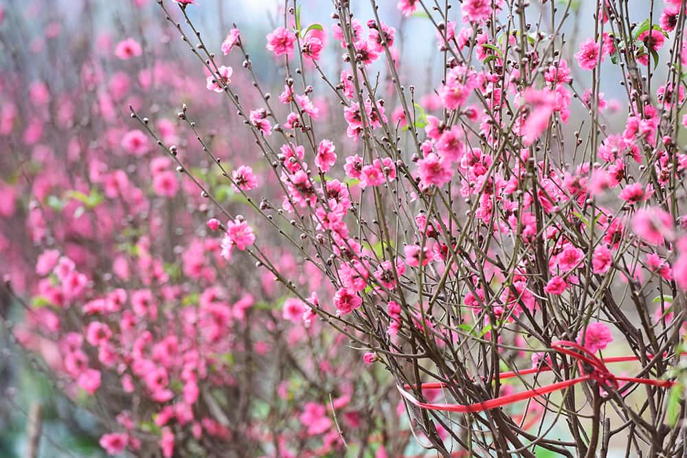 Kỹ thuật chăm sóc cây Đào nở hoa Đúng dịp tết nguyên Đán