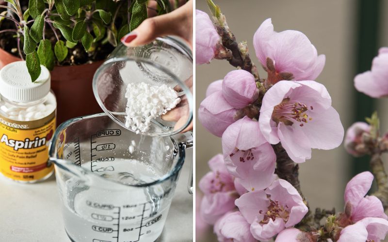 Tưới một số loại nước này đến hoa đào đảm bảo an toàn hoa nở bùng ngày tết Tưới một số loại nước này cho hoa đào bảo vệ hoa nở bùng trong ngày tết