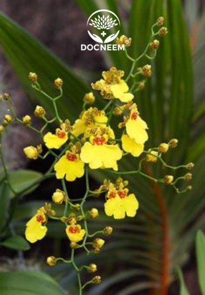 Cách chăm sóc cho lan vũ nữ ra hoa