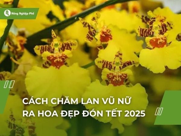 Cách chuyên lan vũ thiếu phụ ra hoa rất đẹp đón tết Cách siêng lan vũ thiếu phụ ra hoa rất đẹp đón tết