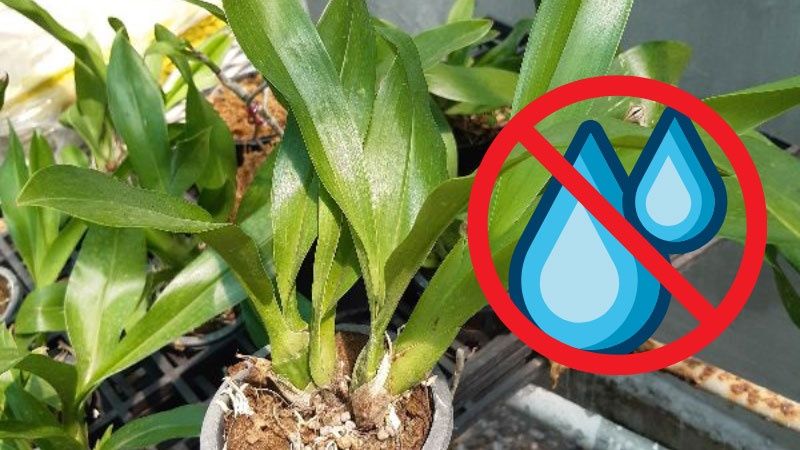 Bật mí cách kích cho lan vũ chị em ra hoa Đúng cách Bật mí biện pháp kích mang đến lan vũ nàng ra hoa Đúng cách