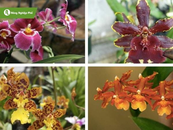 Cách chuyên lan vũ nữ giới ra hoa rất đẹp đón tết Cách chuyên lan vũ cô bé ra hoa đẹp nhất đón tết