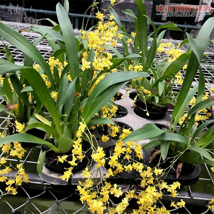 Kỹ thuật trồng hoa lan vũ đàn bà đẹp lôi cuốn Kỹ thuật trồng hoa lan vũ phái nữ đẹp lôi cuốn