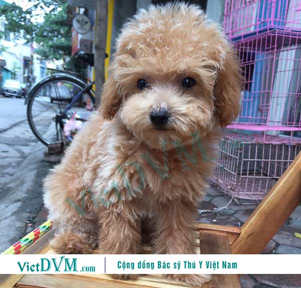 Cách nuôi chó poodle tháng tuổi Cách nuôi chó poodle mon tuổi