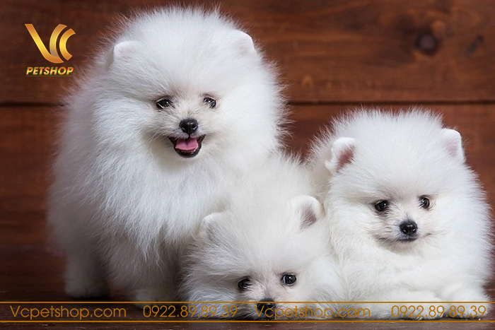 Cách quan tâm chó phốc sóc tháng tuổi Cách chăm sóc chó phốc sóc tháng tuổi