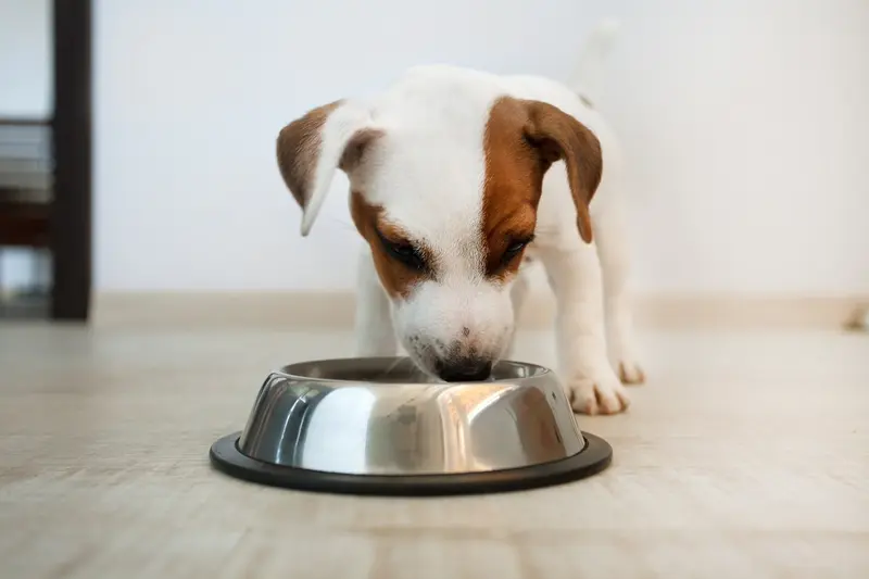 Cách chăm sóc chó nhỏ mon tuổi và những xem xét quan trọng Cách quan tâm chó nhỏ tháng tuổi và những lưu ý quan trọng