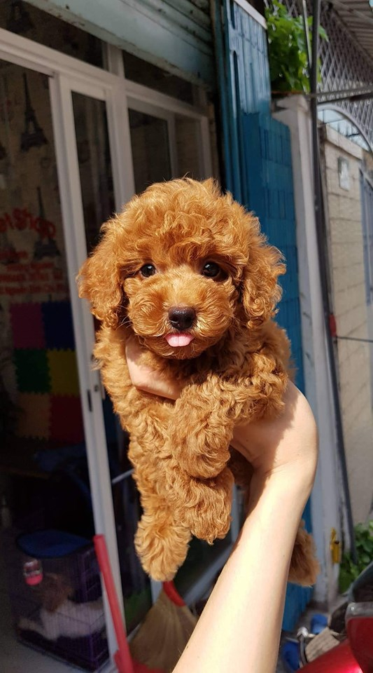 CÁch nuÔi chÓ poodle thÁng tuỔi CÁch nuÔi chÓ poodle thÁng tuỔi