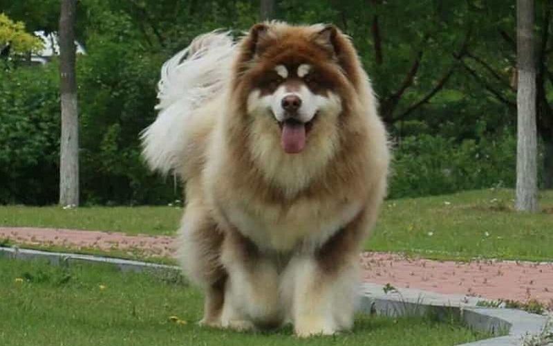 Chăm sóc chó alaska, hướng dẫn chi tiết cho người nuôi chó