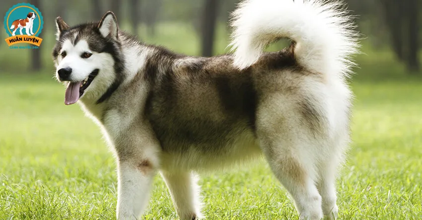 Nuôi chó alaska tất cả khó không Nuôi chó alaska bao gồm khó không