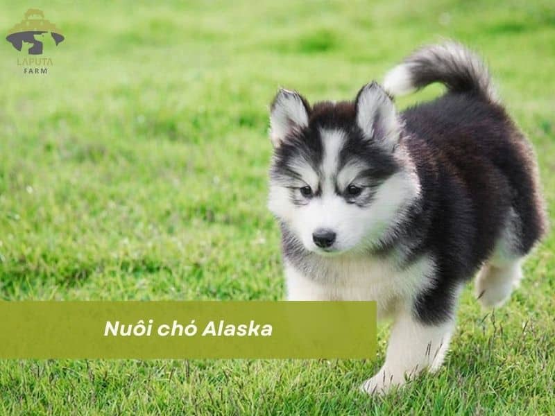 Cách nuôi chó alaska bao gồm dễ không Cách nuôi chó alaska gồm dễ không