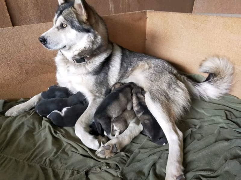 Chó alaska một năm đẻ mấy lứa Chó alaska một năm đẻ mấy lứa