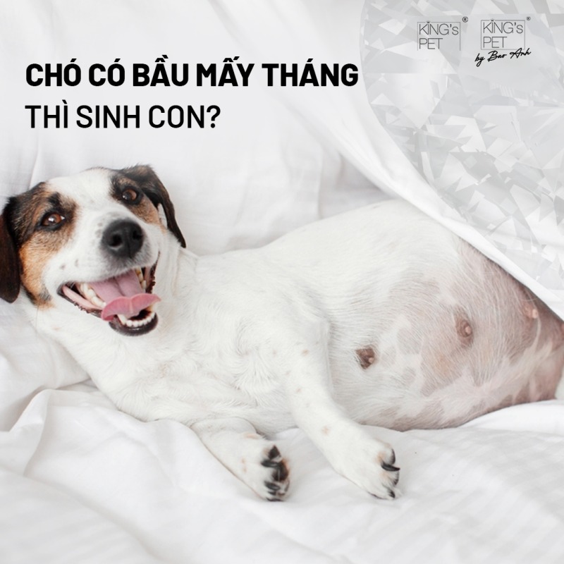 Chó tất cả bầu mấy tháng Đẻ Chó có bầu mấy mon Đẻ