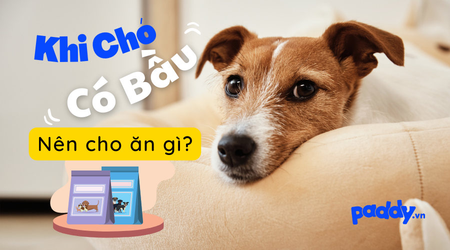 Chó mang bầu nên nên ăn gì để đầy đủ dinh dưỡng Chó mang bầu nên ăn gì để đầy đủ dinh dưỡng