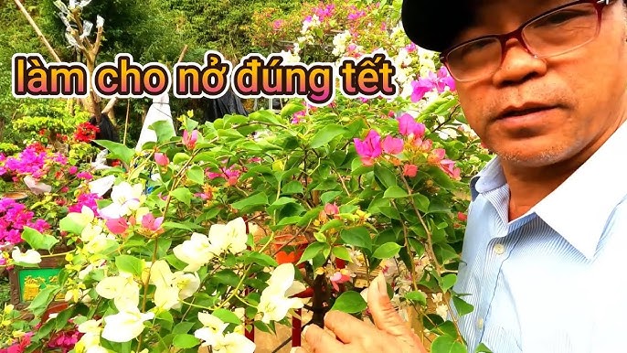 Hướng dẫn chăm sóc hoa giấy nở đúng dịp tết