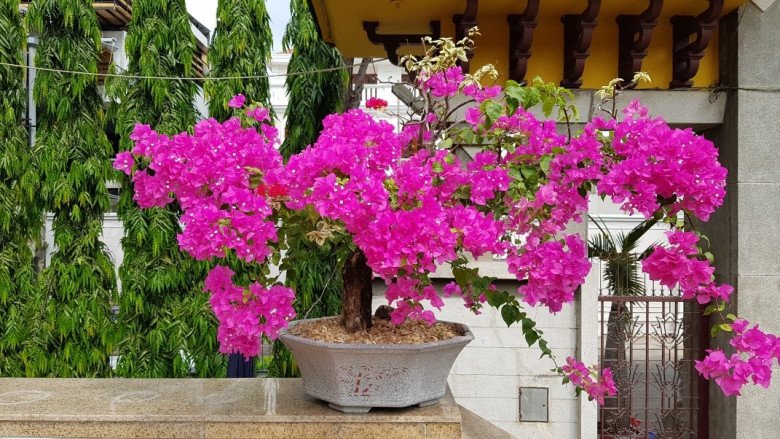Để hoa giấy nở những đúng thời gian tết hãy lưu giữ quy tắc Để hoa giấy nở nhiều đúng cơ hội tết hãy nhớ quy tắc