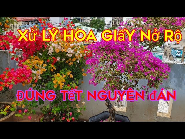 Cách có tác dụng hoa giấy nở đúng đầu năm mới nguyên đán thời khắc ép nước cắt tỉa hoa giấy đúng tết Cách làm cho hoa giấy nở đúng đầu năm mới nguyên đán thời gian ép nước giảm tỉa hoa giấy đúng tết