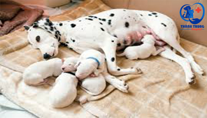 Mổ đẻ chó mèo Mổ đẻ chó mèo