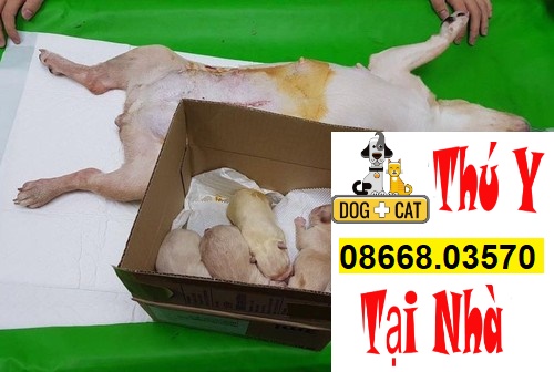 Mổ đẻ và chăm lo vết mổ đến chó mèo Mổ đẻ và quan tâm vết mổ cho chó mèo
