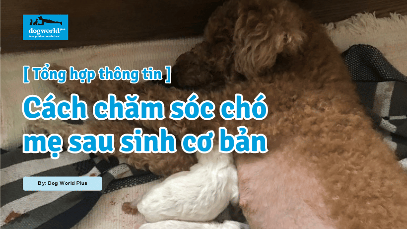 Tổng hợp thông tin cách chăm lo chó bà bầu sau sinh cơ bản Tổng hợp tin tức cách chăm lo chó bà mẹ sau sinh cơ bản