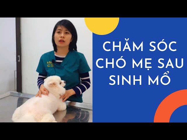 Cách âu yếm chó người mẹ sau sinh mổ Cách âu yếm chó người mẹ sau sinh mổ
