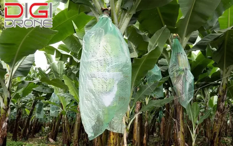 Hướng dẫn phương pháp trồng và chăm sóc chuối Ăn quả năng suất cao Hướng dẫn giải pháp trồng và quan tâm chuối Ăn trái năng suất cao