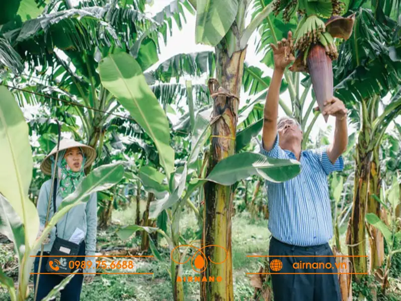 Hướng dẫn chuyên môn trồng chuối đạt năng suất cao Hướng dẫn kỹ thuật trồng chuối đạt năng suất cao