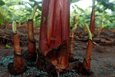 Giải pháp giúp trái chuối to căng tròn phần nhiều quả và kéo dãn thời gian thu hoạch Giải pháp giúp trái chuối to căng tròn rất nhiều quả và kéo dãn thời gian thu hoạch