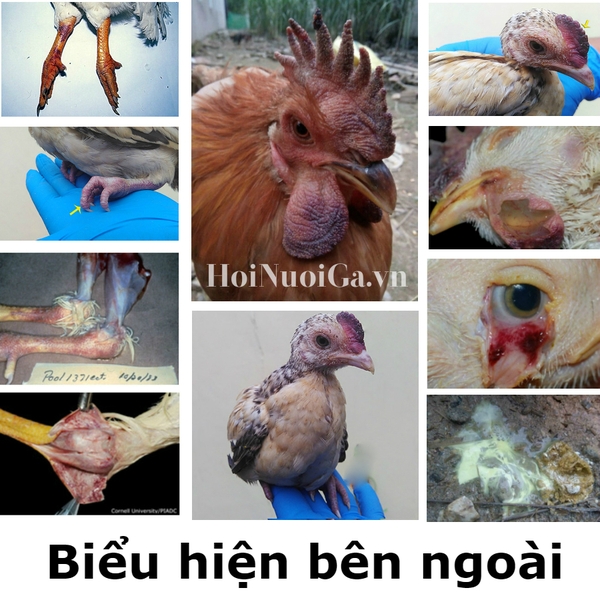 Bệnh cảm cúm gia cầm Bệnh cúm gia cầm