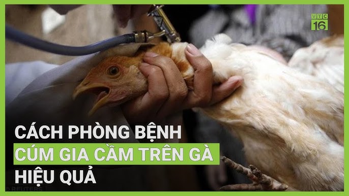 Cách phòng cảm cúm gia cầm cố trên gà Cách phòng bệnh cúm gia nỗ lực trên gà