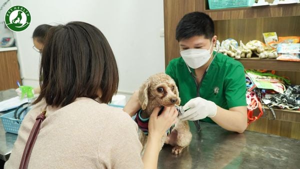 Cách trị trị bệnh care Ở chó Cách trị trị bệnh dịch care Ở chó