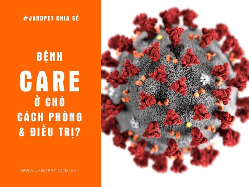 Bệnh care ngơi nghỉ chó là gì Bệnh care làm việc chó là gì