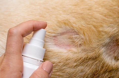 Cách trị xong điểm mèo bị mộc nhĩ da bình yên hiệu quả Cách trị xong điểm mèo bị nấm mèo da an ninh hiệu quả