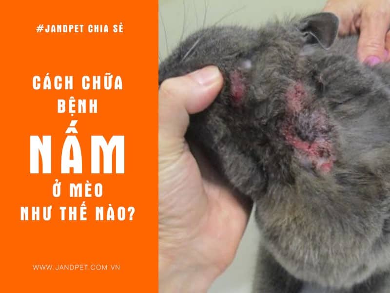 Cách điều trị dịch nấm ở mèo ít ai ngờ tới Cách điều trị bệnh dịch nấm làm việc mèo ít ai ngờ tới