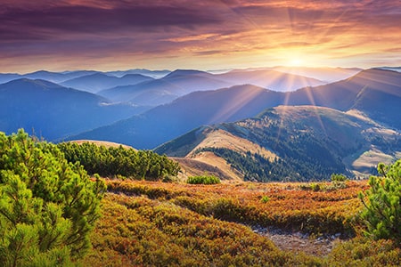 Chăm sóc chó alaska, hướng dẫn chi tiết cho người nuôi chó