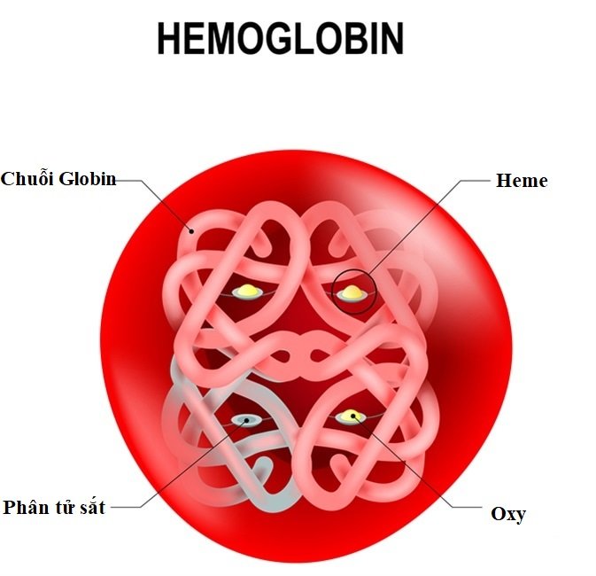 Xét nghiệm điện di huyết dung nhan tố hemoglobin có chân thành và ý nghĩa gì Xét nghiệm điện di huyết sắc tố hemoglobin có ý nghĩa gì
