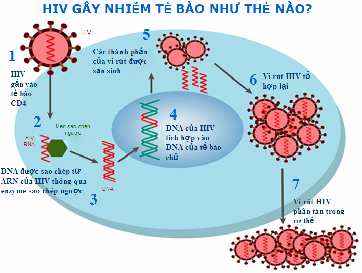 Điều trị hiv Điều trị hiv