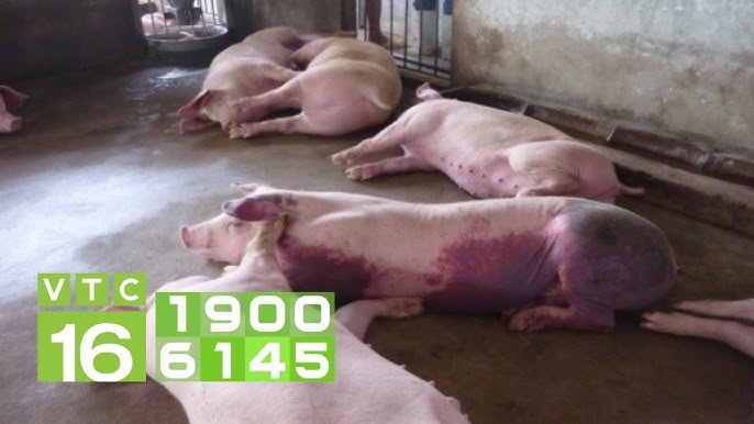 Phác đồ điều trị bệnh tai xanh ở lợn: hướng dẫn chi tiết và hiệu quả
