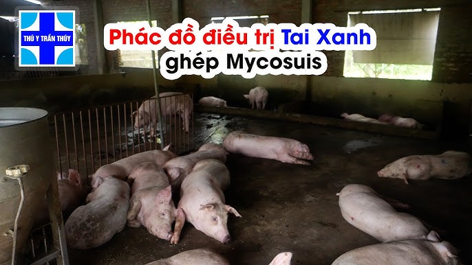 Phác đồ chữa bệnh tai xanh ghép mycosuis Phác đồ điều trị tai xanh ghép mycosuis