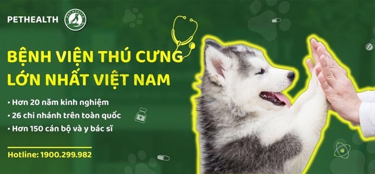 Phòng đi khám thú y Ở hà nội