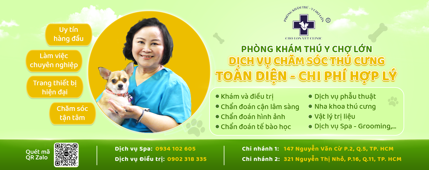 Phòng khám thú y chợ lớn - Địa chỉ uy tín cho sức khỏe thú cưng