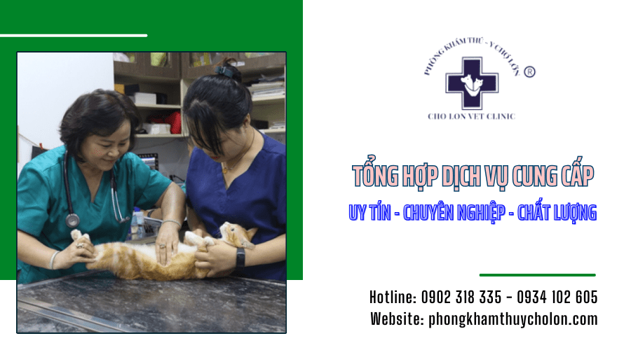 Tổng hợp các dịch vụ trong phòng khám thú y chợ lớn Tổng hợp các dịch vụ ở trong nhà khám thú y chợ lớn