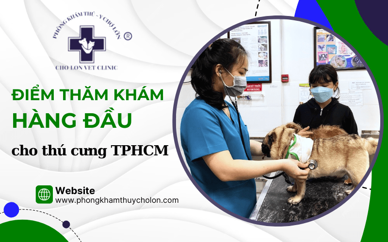Phòng đi khám thú y chợ lớn Phòng thăm khám thú y chợ lớn