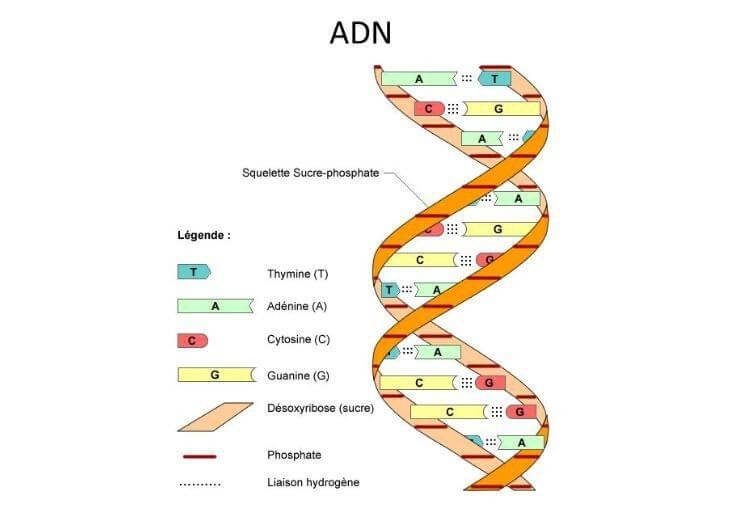 Dna là gì Dna là gì