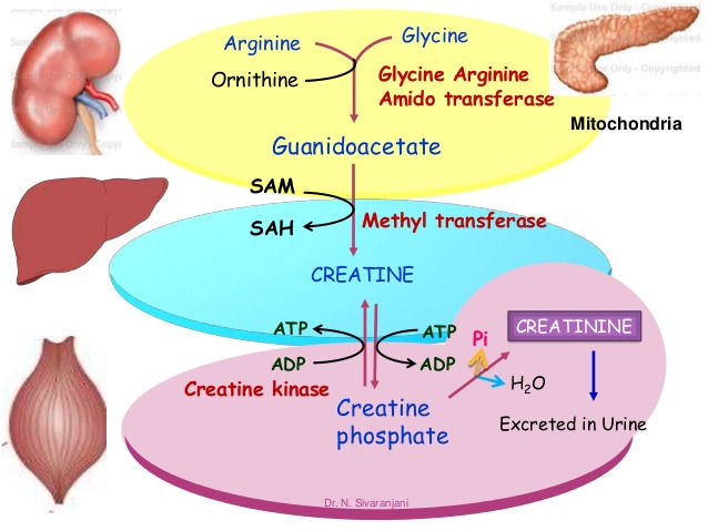 XÉt nghiỆm creatinine mÁu XÉt nghiỆm creatinine mÁu