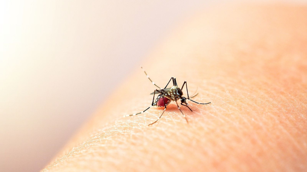 Xét nghiệm dengue nsag giúp Điều trị nóng xuất huyết như vậy nào Xét nghiệm dengue nsag giúp Điều trị sốt xuất huyết như thế nào