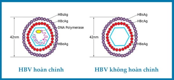 Xét nghiệm hbsag là gì Xét nghiệm hbsag là gì