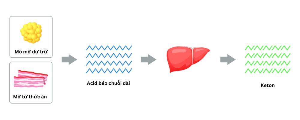 Hiểu biết về ketone nhằm ngừa bệnh tiểu đường Hiểu biết về ketone nhằm ngừa dịch tiểu đường