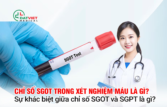 Chỉ số sgot trong xét nghiệm tiết là gì Chỉ số sgot vào xét nghiệm máu là gì